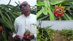 Dragon Fruit: Innovative Farming Practices by the Pawar Family Showcase Resilience in Drought-Prone Regions