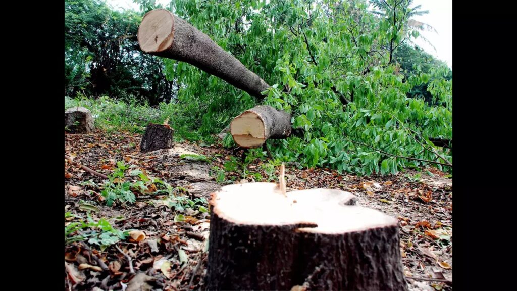 Pune News: Sandalwood Tree Theft Strikes Shirole Road Bungalow 