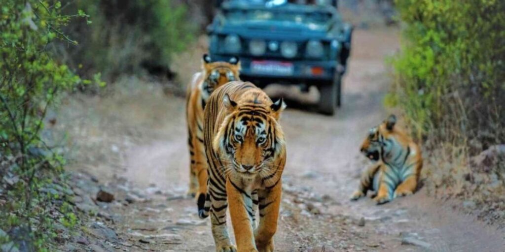 Jim Corbett National Park: A Pillar of India's Wildlife Conservation Legacy