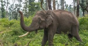 Selfie Goes Wrong: Wild Elephant Tramples Labourer To Death in Maharashtra
