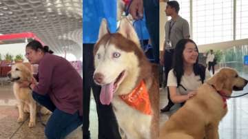 Mumbai Airport Reintroduces 'Ambassadors Of Happiness': Therapy Dogs Return To Ease Travel Stress
