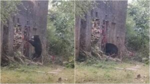 Rare Sighting: Sloth Bear 'Visits' Ancient Temple in Ranthambore, Tourist Captures Incredible Moment in Viral Video