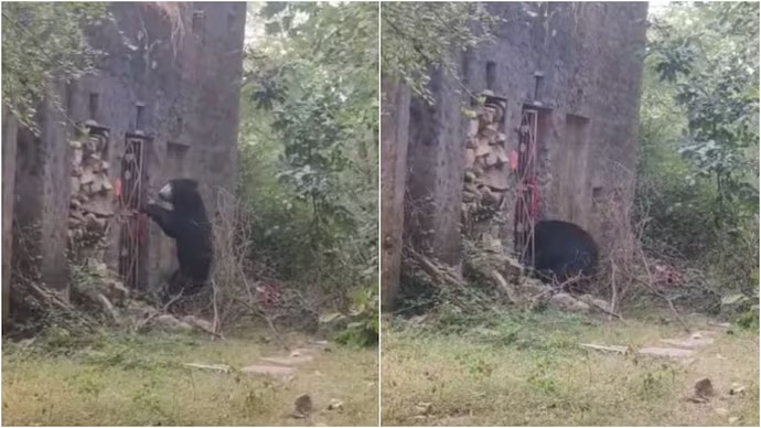 Rare Sighting: Sloth Bear 'Visits' Ancient Temple in Ranthambore, Tourist Captures Incredible Moment in Viral Video