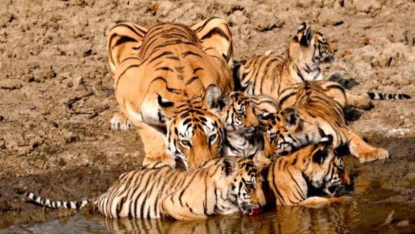 tiger