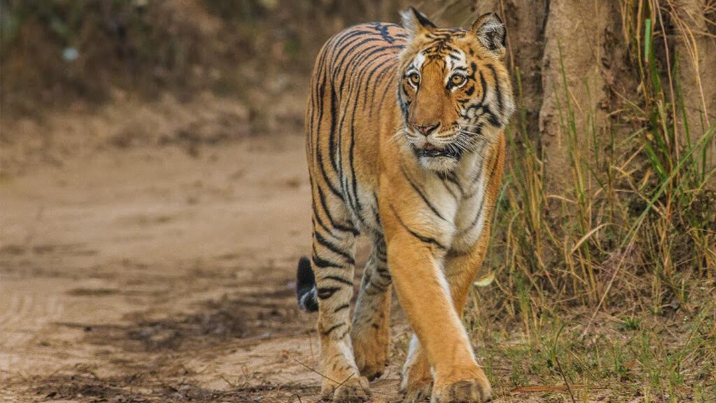 Corbett Camera Traps and Drones Allegedly Misused to Invade Women's Privacy, Says Report