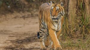 Corbett Camera Traps and Drones Allegedly Misused to Invade Women's Privacy, Says Report