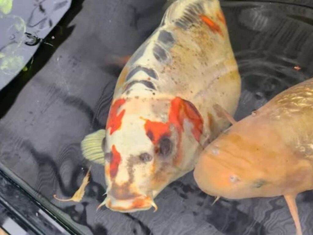 Couple Buys ₹16,000 Fish, 'Miracle' Happens After It’s Put in Pond, Now Visitors Line Up Outside Home