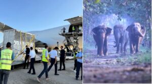 Vantara Prepares to Welcome Three African Elephants from Tunisia for a Compassionate Retirement