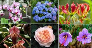 The World’s Most Expensive Flowers: Nature's Priceless Blooms