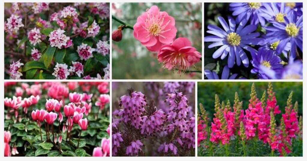Winter's Rosy Wonders: Top Pink Flowers That Brighten Gardens and Indoors During Chilly Months