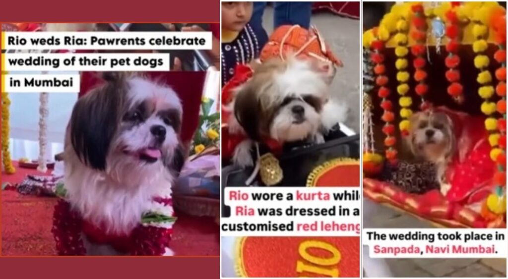 Watch Adorable 'Furry Love': "Paw-some" Wedding Ceremony Celebrates Canine Couple in Navi Mumbai