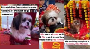 Watch Adorable 'Furry Love': "Paw-some" Wedding Ceremony Celebrates Canine Couple in Navi Mumbai