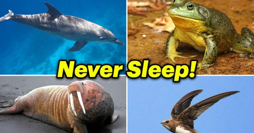 10 animals that do not experience the Joy of Sleep