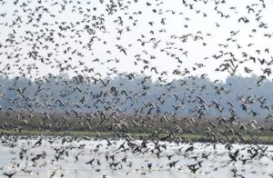 Discover 10 Amazing Migratory Birds That Travel to India This Winter