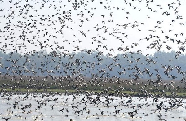 Discover 10 Amazing Migratory Birds That Travel to India This Winter