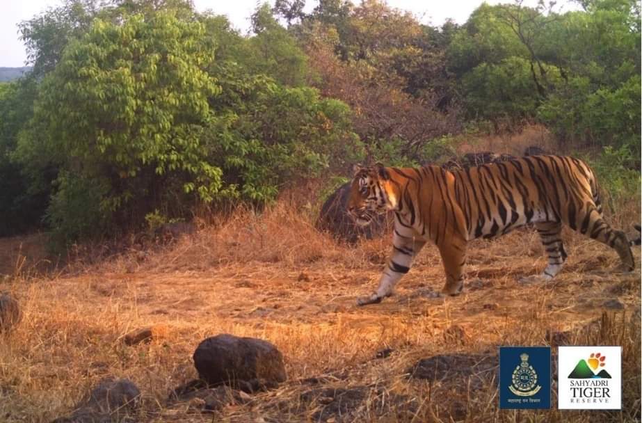 Maharashtra: Second Tiger Spotted In Sahyadri Tiger Reserve, Marking A Conservation Success