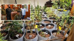 Greater Noida Man Cultivates Cannabis in Apartment, Sells Online via Dark Web