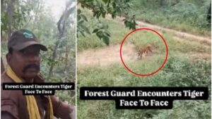 How Two Forest Guards Survived a Tiger Encounter in Satpura Reserve. Click for details