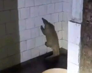 Rare Pangolin Rescued In Pune: Security Guard's Quick Thinking Saves Endangered Species