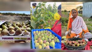 Pune: Viral Misconception About Figs Sparks Concern Among Purandar Farmers