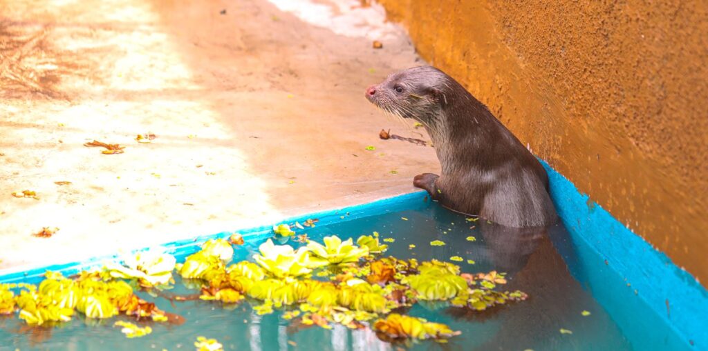 Rare Eurasian Otter discovered in Pune district for the first time during rescue mission2