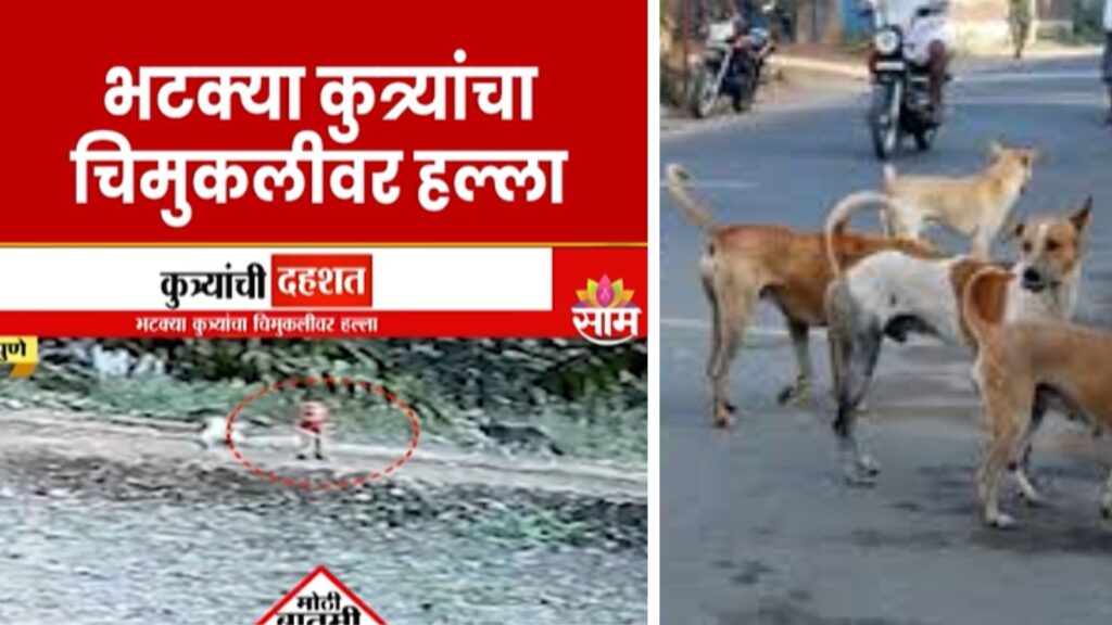 Toddler Attacked by Stray Dogs in Pune – Local Residents Demand Urgent PMC Action