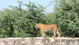 Villagers in Ranthambore kill a tiger by stoning it to death