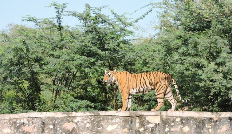 Villagers in Ranthambore kill a tiger by stoning it to death