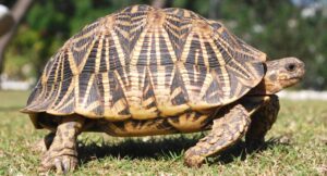 Pune Forest Department Launches Turtle Rehabilitation Program For Rescues Across Maharashtra