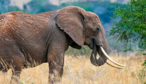 Probe Initiated Against Pune Jeweller For Allegedly Selling Elephant Hair Accessories 