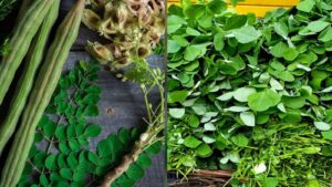 From Blood Pressure to Arthritis Relief: The Healing Powers of Moringa and Fenugreek Unveiled!