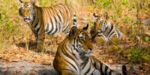 25 Tigers Missing from Ranthambore National Park, Raising Concerns Over Park’s Management