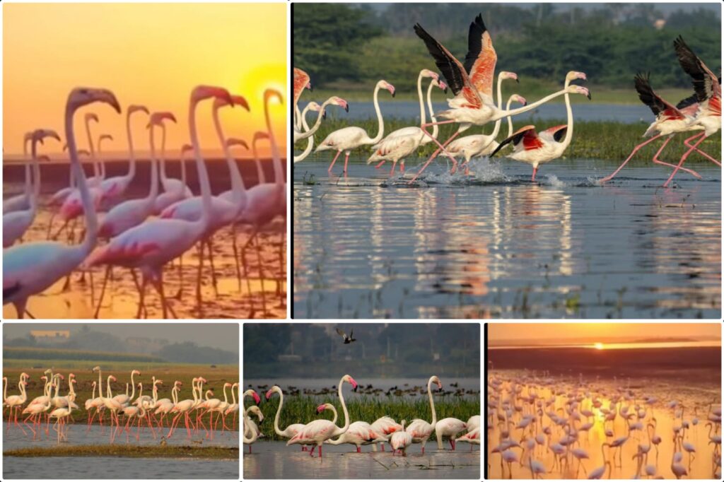 Flamingos Are Back! Bhigwan Bird Sanctuary, 100 km from Pune, Welcomes Migratory Season!