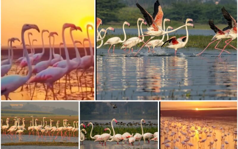 Flamingos Are Back! Bhigwan Bird Sanctuary, 100 km from Pune, Welcomes Migratory Season!