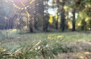 New Species of Jumping Spider Discovered on Pune’s Baner Hill Named ‘Okinawicius tekdi’