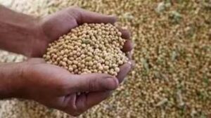 Maharashtra Elections: Farm Prices Take Center Stage As Soybean Rates Drop