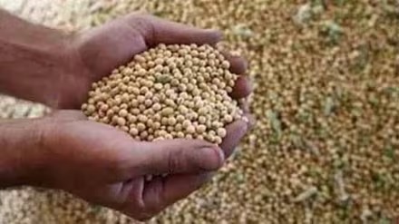 Maharashtra Elections: Farm Prices Take Center Stage As Soybean Rates Drop