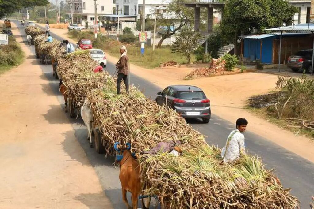 Sugarcane Crushing Season Clashes With Polls, 10 Lakh Workers May Miss Voting