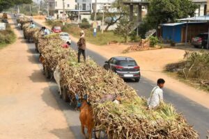 Sugarcane Crushing Season Clashes With Polls, 10 Lakh Workers May Miss Voting