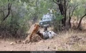 Tigresses' Intense Territorial Fight at Maharashtra’s Tadoba-Andhari Reserve Stuns Tourists; Video Goes Viral
