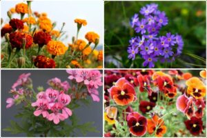 8 Stunning Flowers to Add Color and Warmth to Your Home This Winter Season