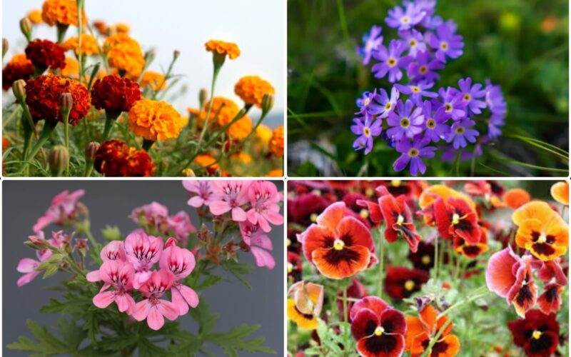 8 Stunning Flowers to Add Color and Warmth to Your Home This Winter Season