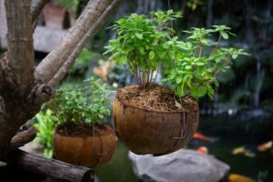 Upcycled Coconut Shell Planters: A Simple and Sustainable Gardening Hack