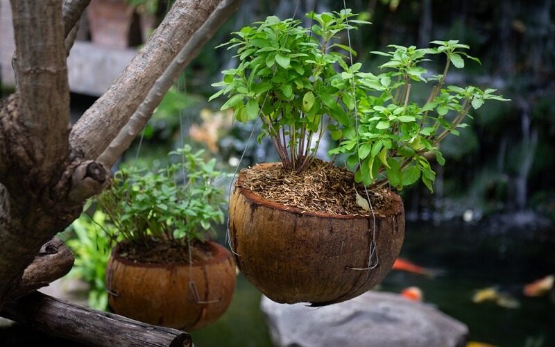 Upcycled Coconut Shell Planters: A Simple and Sustainable Gardening Hack