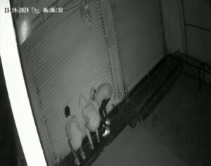 Pune: Thieves Steal ₹3.8 Lakh From Cloth Shop In Kesnand: Crime Caught On CCTV 