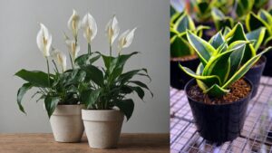 7 indoor plants that can improve your air quality and combat rising AQI levels.