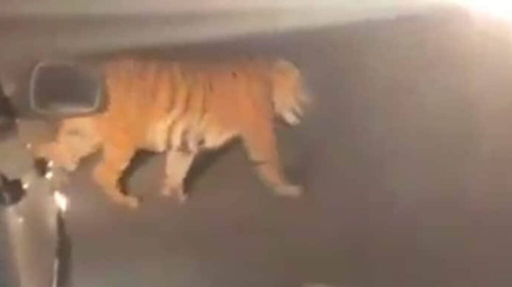 Tiger Johnny Travels 300 km from Maharashtra to Telangana in Search of a Love Mate