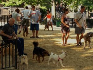 Pune's Wait For A Dedicated Dog Park Continues