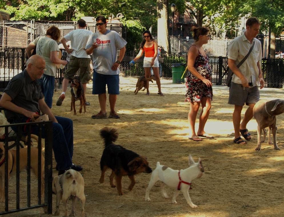 Pune's Wait For A Dedicated Dog Park Continues