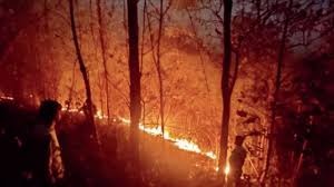 Pune: Fire Ravages Urban Forest In Warje